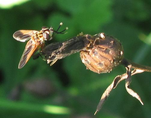 Trichopoda pennipes (Tachinidae)